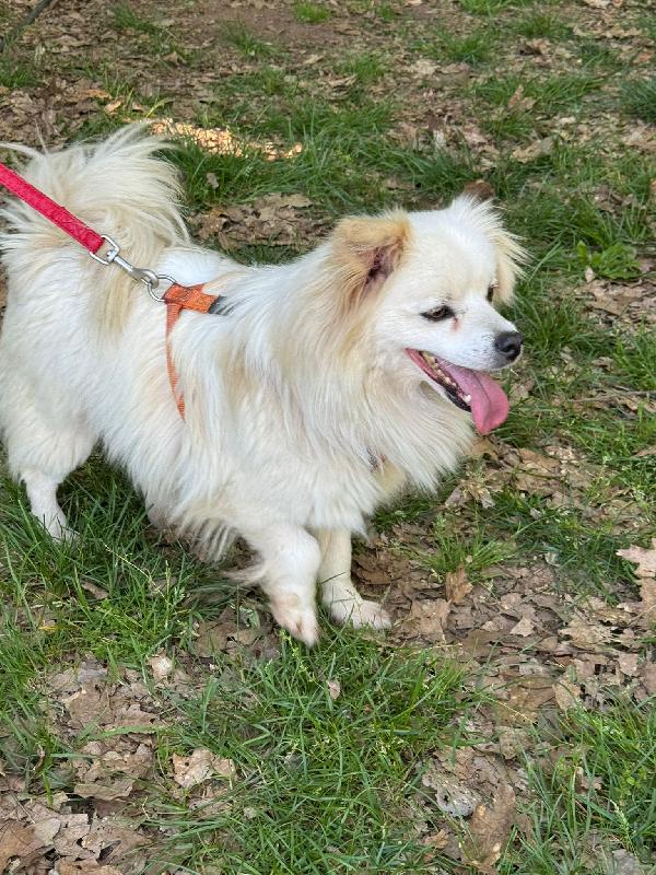 Cooki, Un Simil Volpino Allegro E Giocherellone